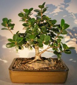 Ginseng Ficus Bonsai Tree<br>Root Over Rock Style<br><i>(ficus retusa)</i>