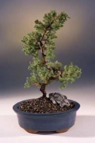 Juniper Karate Kid Bonsai Tree<br><i>(juniper procumbens nana)</i>