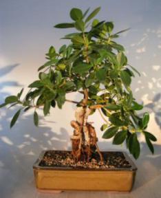 Ginseng Ficus Bonsai Tree<br>Root Over Rock Style<br><i>(ficus retusa)</i>