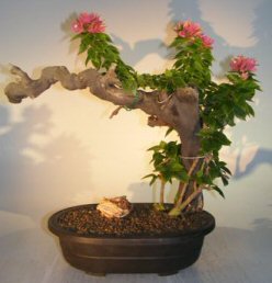 Bougainvillea - Flowering Vine<br>Phoenix Graph<br><i>(pink pixie)</i>