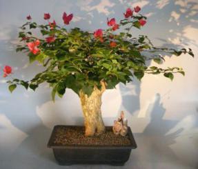 Bougainvillea - Flowering Vine<br><i>(pink pixie)</i>