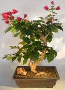 Bougainvillea - Flowering Vine<br><i>(pink pixie)</i>