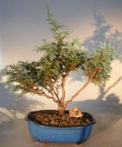 Blue Moss Cypress Bonsai Tree<br><i>(chamecyparis 'glauca minima')</i>