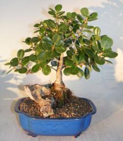 Ginseng Ficus Bonsai Tree<br>Root Over Rock Style<br><i>(ficus retusa)</i>