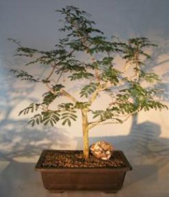 Flowering Princess Earrings Bonsai Tree<br><i>(dichrostachys cinerea)</i>