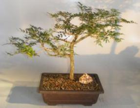 Flowering Princess Earrings Bonsai Tree<br><i>(dichrostachys cinerea)</i>