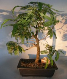 Flowering Tamarind Bonsai Tree<br>(tamarindus indica)</i>