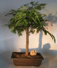 Flowering Tamarind Bonsai Tree<br>(tamarindus indica)</i>