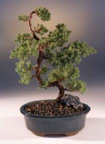 Juniper Karate Kid Bonsai Tree<br><i>(juniper procumbens nana)</i>