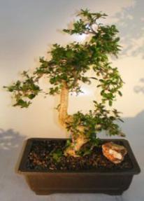 Flowering Fukien Tea Bonsai Tree<br>Curved Trunk & Tiered Branching<br><i>(ehretia microphylla)</i>