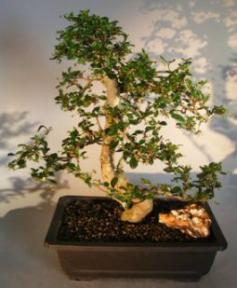 Flowering Fukien Tea Bonsai Tree<br>Curved Trunk & Tiered Branching<br><i>(ehretia microphylla)</i>