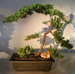 Juniper Bonsai Tree - Trained<br><i>(juniper procumbens nana)</i>