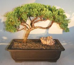 Juniper - Windswept<br><i>(Juniper Procumens 