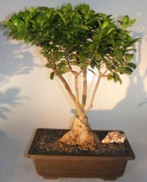 Ginseng Ficus Bonsai Tree<br><i>(ficus retusa)</i>