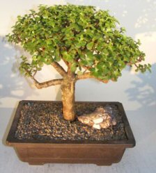 Baby Jade Bonsai Tree<br><i>(portulacaria afra)</i>