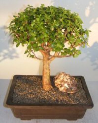 Baby Jade Bonsai Tree<br><i>(portulacaria afra)</i>