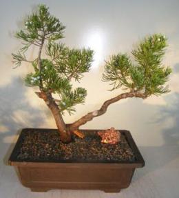 San Jose Juniper<br><i>(juniperus chinensin 'san jose')</i>