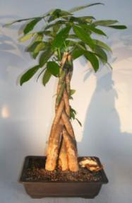 Money Bonsai Tree - Braided Trunk<br><i>(pachira aquatica)</i>