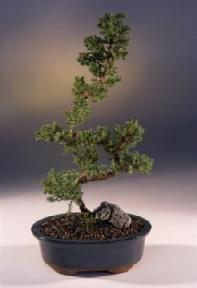 Juniper Karate Kid Bonsai Tree<br><i>(juniper procumbens nana)</i>