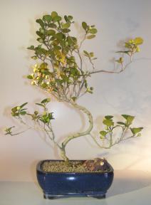 Mistletoe Fig Bonsai Tree<br>Curved Trunk Style<br><i>(ficus diversifolia)</i>