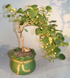 Mistletoe Fig Bonsai Tree<br>Cascade Style<br><i>(ficus diversifolia)</i>