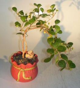 Mistletoe Fig Bonsai Tree<br>Cascade Style<br><i>(ficus diversifolia)</i>