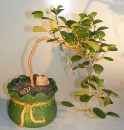 Mistletoe Fig Bonsai Tree<br>Cascade Style<br><i>(ficus diversifolia)</i>