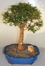 Chinese Elm Bonsai Tree<br>Upright Ball Style<br><i>(ulmus parvifolia)</i>