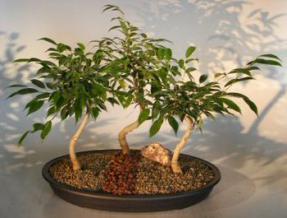 Oriental Ficus Bonsai Tree<br>Three (3) Tree Forest Group With Curved Trunk<br><i>(ficus orientalis)</i>