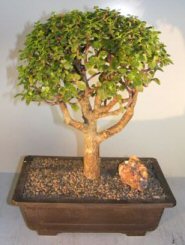 Baby Jade Bonsai Tree<br><i>(portulacaria afra)</i>