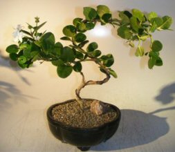 Flowering Dwarf Plum Bonsai Tree<br>Curved Trunk Style<br><i>(carissa macrocarpa)</i>