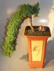 Juniper Bonsai Tree Cascade<br><i>(juniper procumbens nana)</i>