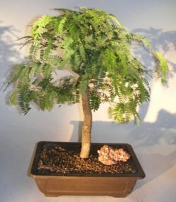 Flowering Tamarind Bonsai Tree<br>(tamarindus indica)</i>