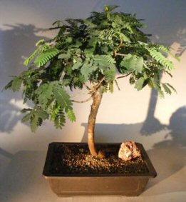 Flowering Tamarind Bonsai Tree<br>(tamarindus indica)</i>