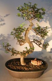 Chinese Elm Bonsai Tree<br>Curved Trunk Style<br><i>(ulmus parvifolia)</i>