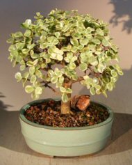 Baby Jade Bonsai Tree - Variegated<br><i>(portulacaria afra)</i>