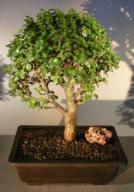 Baby Jade Bonsai Tree<br><i>(portulacaria afra)</i>