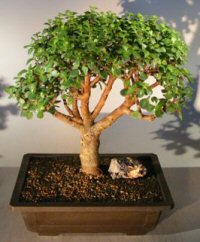 Baby Jade Bonsai Tree<br><i>(portulacaria afra)</i>