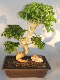 Flowering Ligustrum Bonsai Tree<br>Curved Trunk & Tiered Branching Style<br><i>(ligustrum lucidum)</i>