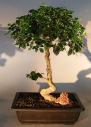 Flowering Ligustrum Bonsai Tree<br>Curved Trunk & Tiered Branching Style<br><i>(ligustrum lucidum)</i>