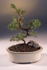 Juniper Karate Kid Bonsai Tree<br><i>(juniper procumbens nana)</i>