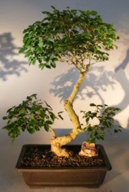 Flowering Ligustrum Bonsai Tree<br>Curved Trunk & Tiered Branching Style<br><i>(ligustrum lucidum)</i>