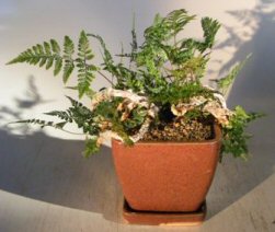 White Rabbit's Foot Fern Bonsai Tree<br><i>(humata tyermanii)</i>