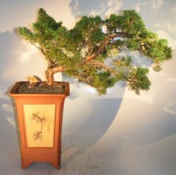 Shimpaku Juniper Bonsai Tree - Cascade<br><i>(juniper chinensis 'shimpaku')</i>