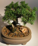 Shimpaku Juniper Bonsai Tree<br>Coiled Trunk With Shari<br><i>(juniper chinensis 'shimpaku')</i>
