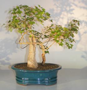 Trident Maple Bonsai Tree<br>Root Over Rock<br><i>(acer buergerianum)</i>