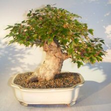 Trident Maple Bonsai Tree<br><i>(acer buergerianum)</i>