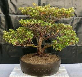 Flowering Chinzan Azalea Bonsai Tree<br><i>(azalea satsuki 'chinzan')</i>