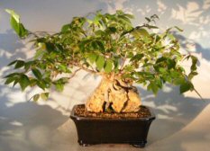 Korean Hornbeam Bonsai Tree <br>Root Over Rock<br><i>(carpinus coreana)</i>