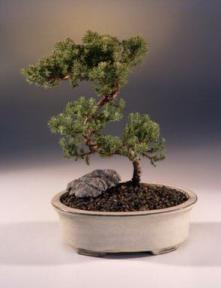 Juniper Karate Kid Bonsai Tree<br><i>(juniper procumbens nana)</i>